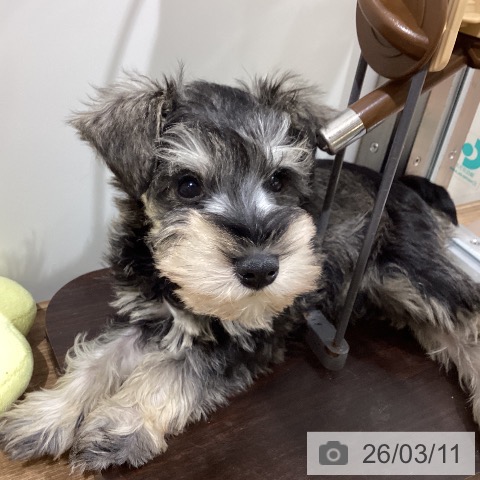 鳥取県のミニチュアシュナウザー (ペッツワン 日吉津店/2026年1月6日生まれ/男の子/ソルトペッパー)の子犬の4枚目の画像