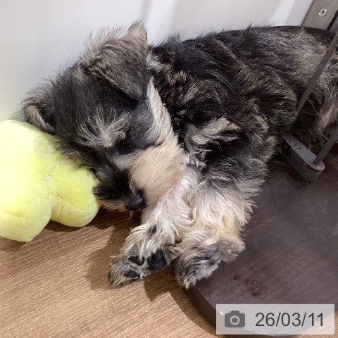 鳥取県のミニチュアシュナウザー (ペッツワン 日吉津店/2026年1月6日生まれ/男の子/ソルトペッパー)の子犬の3枚目の画像