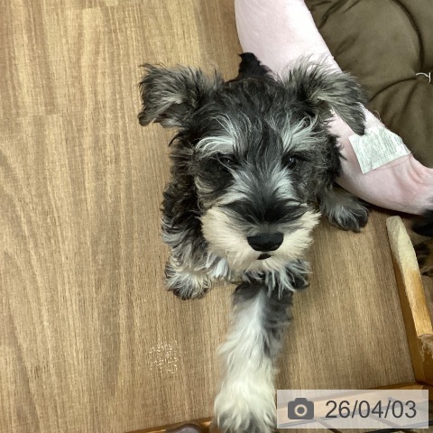 鳥取県のミニチュアシュナウザー (ペッツワン 日吉津店/2026年1月6日生まれ/男の子/ソルトペッパー)の子犬の3枚目の画像