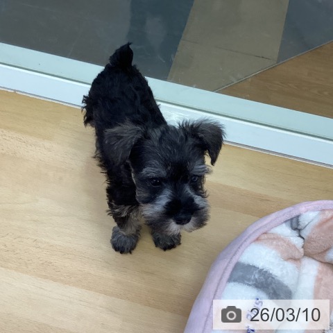 ミニチュア・シュナウザーの写真