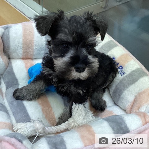 ミニチュア・シュナウザーの写真