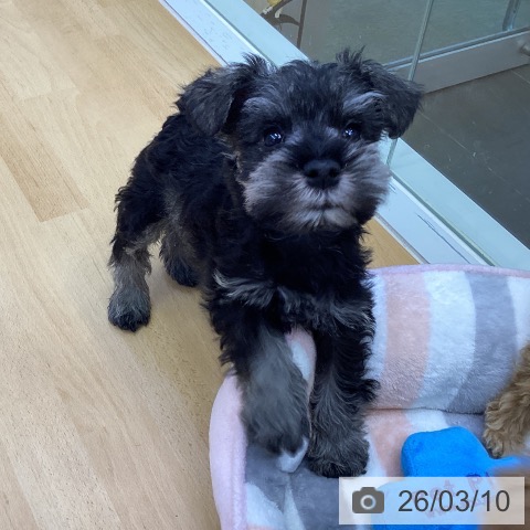 ミニチュア・シュナウザーの写真