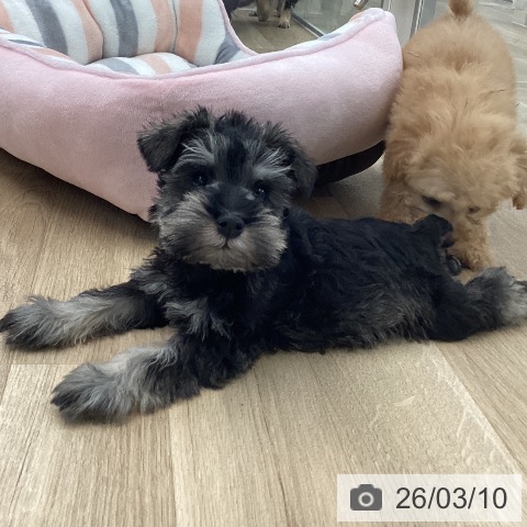 ミニチュア・シュナウザーの写真