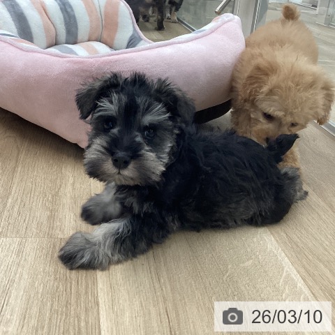 ミニチュア・シュナウザーの写真