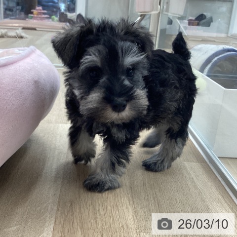 ミニチュア・シュナウザーの写真