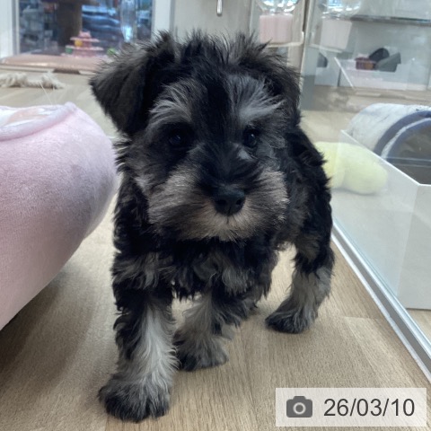 ミニチュア・シュナウザーの写真