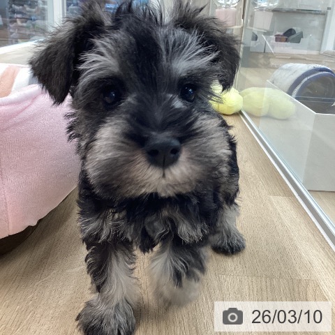 ミニチュア・シュナウザーの写真