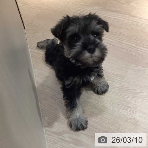 ミニチュア・シュナウザーの写真