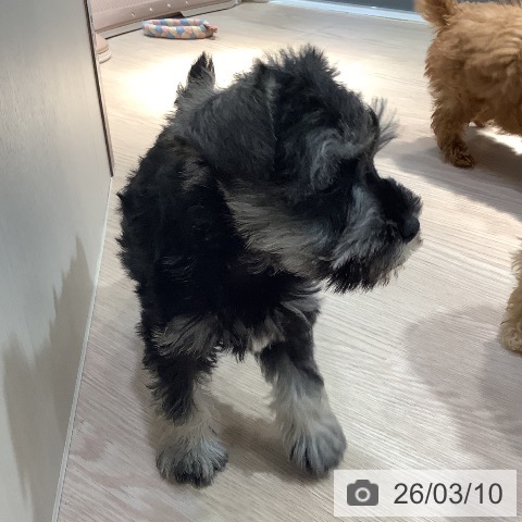 ミニチュア・シュナウザーの写真