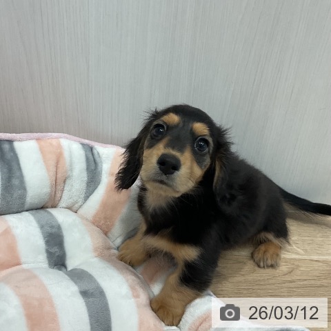 ミニチュア・ダックスフンドの写真