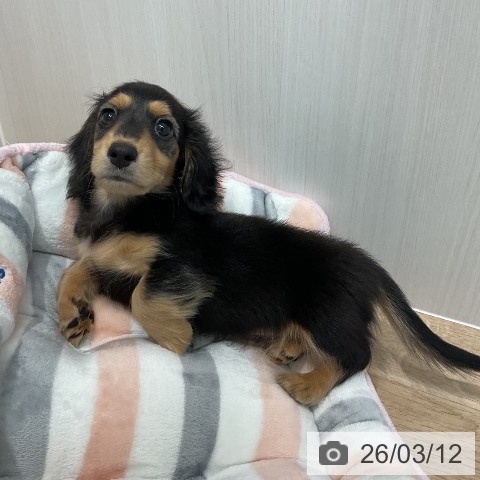 ミニチュア・ダックスフンドの写真