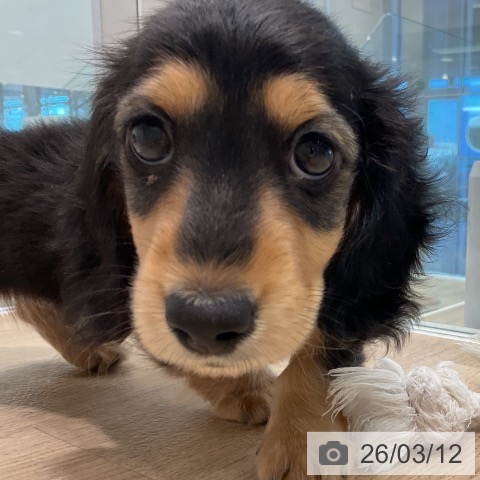 ミニチュア・ダックスフンドの写真