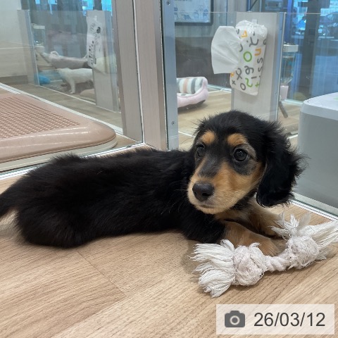 ミニチュア・ダックスフンドの写真