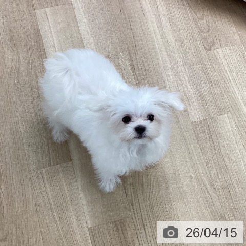 マルチーズの写真