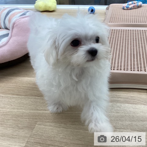 マルチーズの写真