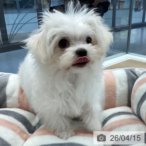 マルチーズの写真