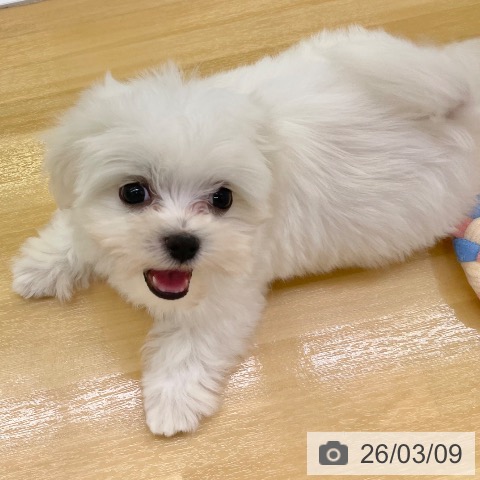 マルチーズの写真