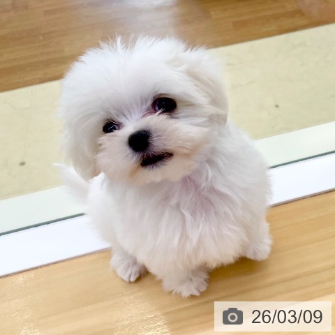 マルチーズの写真