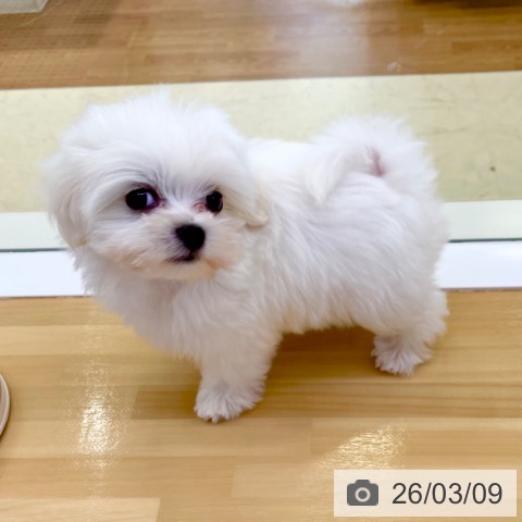 マルチーズの写真