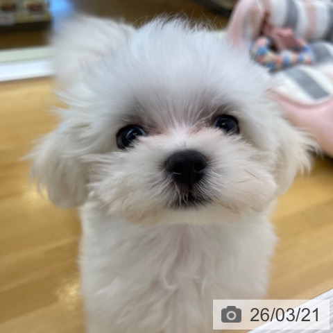香川県のマルチーズ (ペットプラス 高松店/2026年1月7日生まれ/男の子/ホワイト)の子犬の3枚目の画像