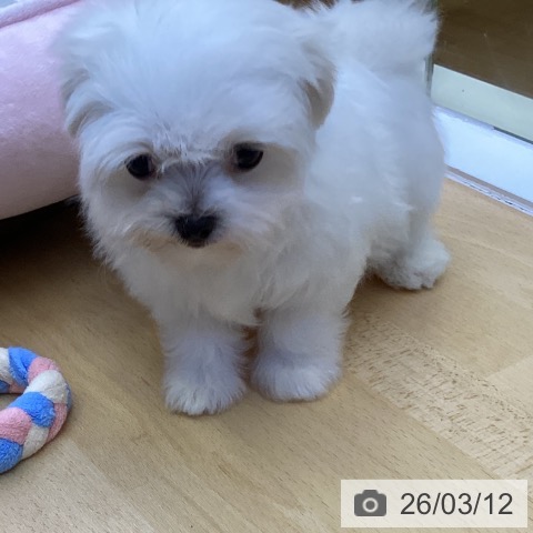 香川県のマルチーズ (ペットプラス 綾川店/2026年1月7日生まれ/女の子/ホワイト)の子犬の4枚目の画像