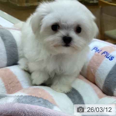 香川県のマルチーズ (ペットプラス 綾川店/2026年1月7日生まれ/女の子/ホワイト)の子犬の3枚目の画像