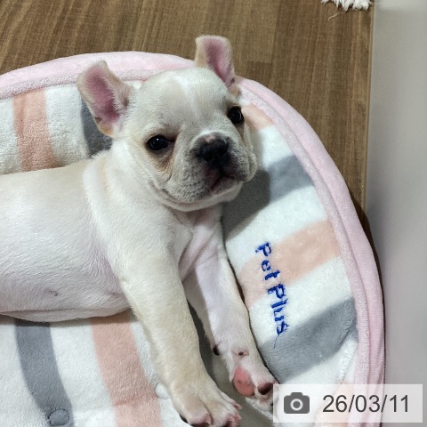 鳥取県のフレンチブルドッグ (ペッツワン 日吉津店/2026年1月7日生まれ/男の子/クリーム)の子犬の4枚目の画像