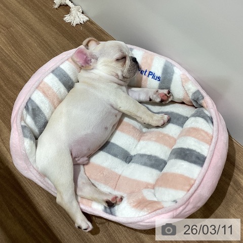 鳥取県のフレンチブルドッグ (ペッツワン 日吉津店/2026年1月7日生まれ/男の子/クリーム)の子犬の3枚目の画像