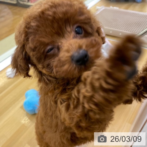 香川県のトイプードル(トイ) (ペットプラス 高松店/2026年1月5日生まれ/女の子/レッド)の子犬の3枚目の画像