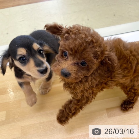 香川県のトイプードル(トイ) (ペットプラス 高松店/2026年1月5日生まれ/女の子/レッド)の子犬の3枚目の画像