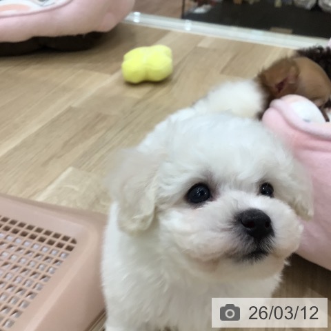 ビション・フリーゼの写真