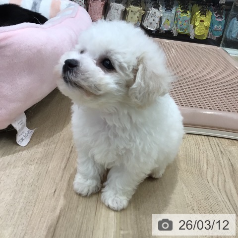 ビション・フリーゼの写真