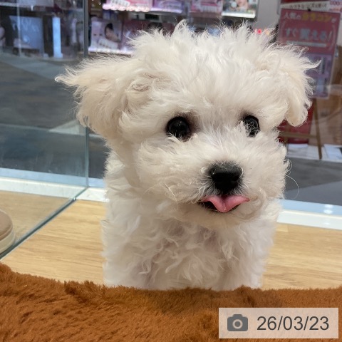 愛知県のビションフリーゼ (ペットプラス 岡崎店/2026年1月5日生まれ/男の子/ホワイト)の子犬の4枚目の画像
