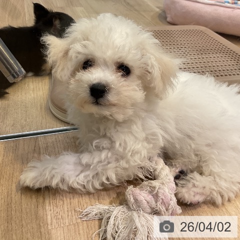 愛知県のビションフリーゼ (ペットプラス 岡崎店/2026年1月5日生まれ/男の子/ホワイト)の子犬の4枚目の画像