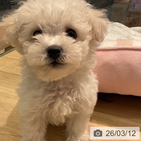 ビション・フリーゼの写真