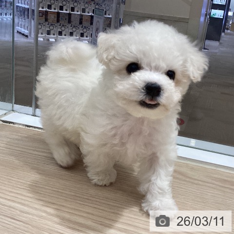 徳島県のビションフリーゼ (ペットプラス 徳島店/2026年1月5日生まれ/男の子/ホワイト)の子犬の4枚目の画像