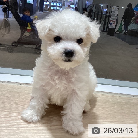 徳島県のビションフリーゼ (ペットプラス 徳島店/2026年1月5日生まれ/男の子/ホワイト)の子犬の3枚目の画像