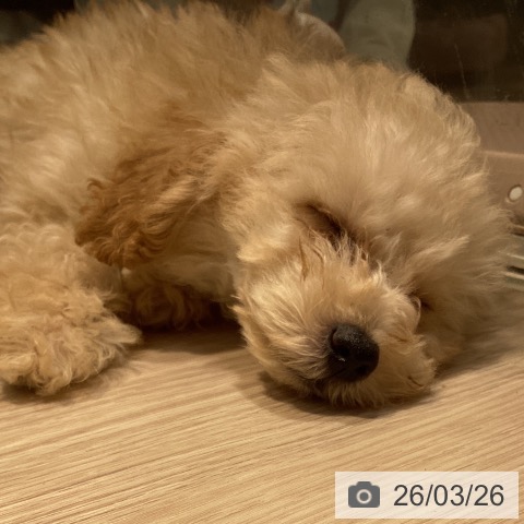 岡山県のトイプードル(トイ) (ペットプラス 岡山店/2026年1月7日生まれ/男の子/アプリコット)の子犬の4枚目の画像