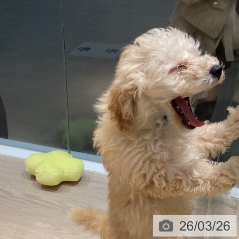 岡山県のトイプードル(トイ) (ペットプラス 岡山店/2026年1月7日生まれ/男の子/アプリコット)の子犬の3枚目の画像