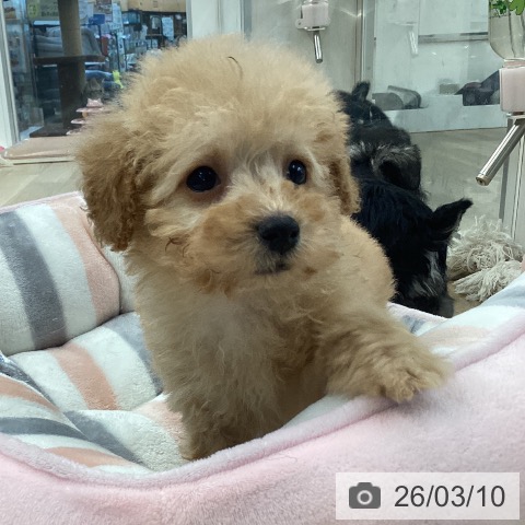 トイ・プードルの写真