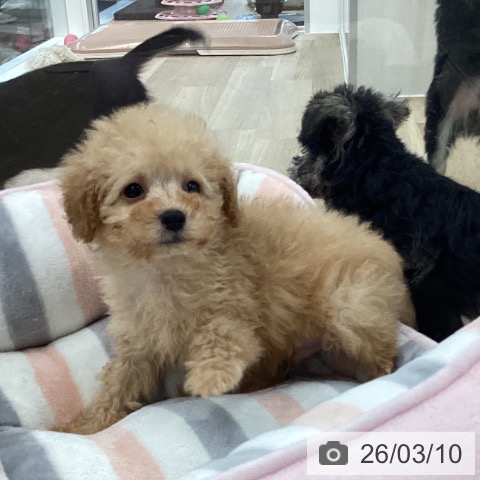 トイ・プードルの写真