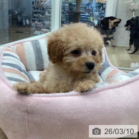 トイ・プードルの写真