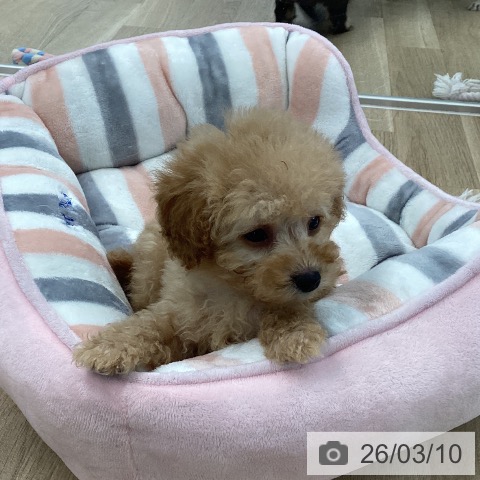 トイ・プードルの写真