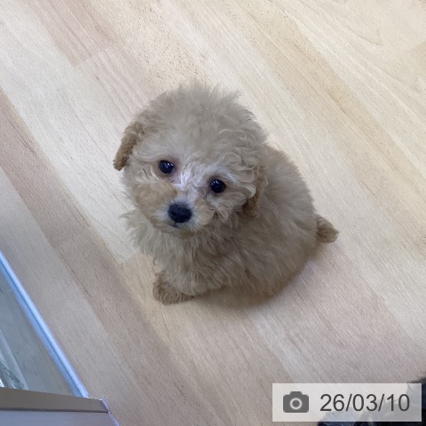 トイ・プードルの写真