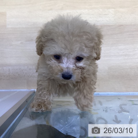 トイ・プードルの写真