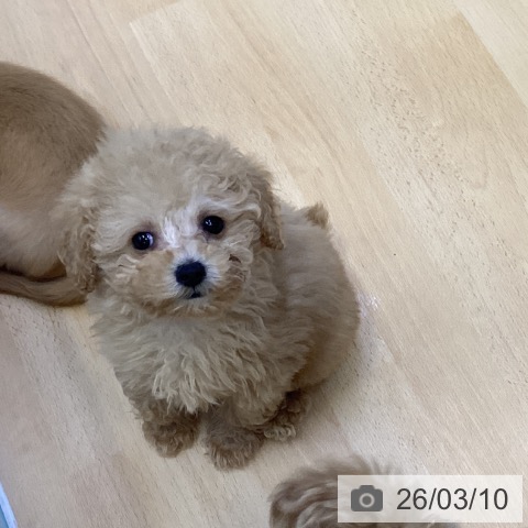 トイ・プードルの写真