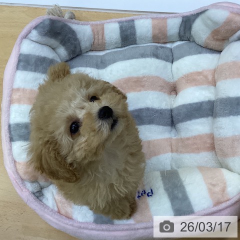 香川県のトイプードル(トイ) (ペットプラス 綾川店/2026年1月7日生まれ/女の子/アプリコット)の子犬の4枚目の画像