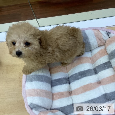 香川県のトイプードル(トイ) (ペットプラス 綾川店/2026年1月7日生まれ/女の子/アプリコット)の子犬の3枚目の画像