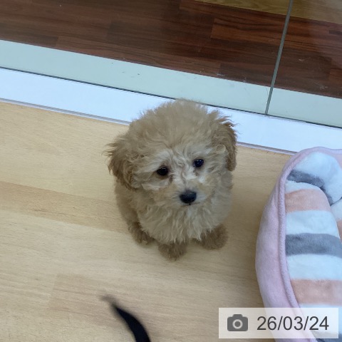 香川県のトイプードル(トイ) (ペットプラス 綾川店/2026年1月7日生まれ/女の子/アプリコット)の子犬の3枚目の画像