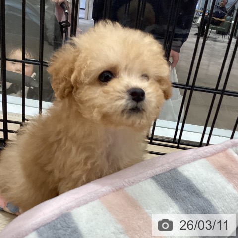 徳島県のトイプードル(トイ) (ペットプラス 徳島店/2026年1月7日生まれ/女の子/アプリコット)の子犬の4枚目の画像